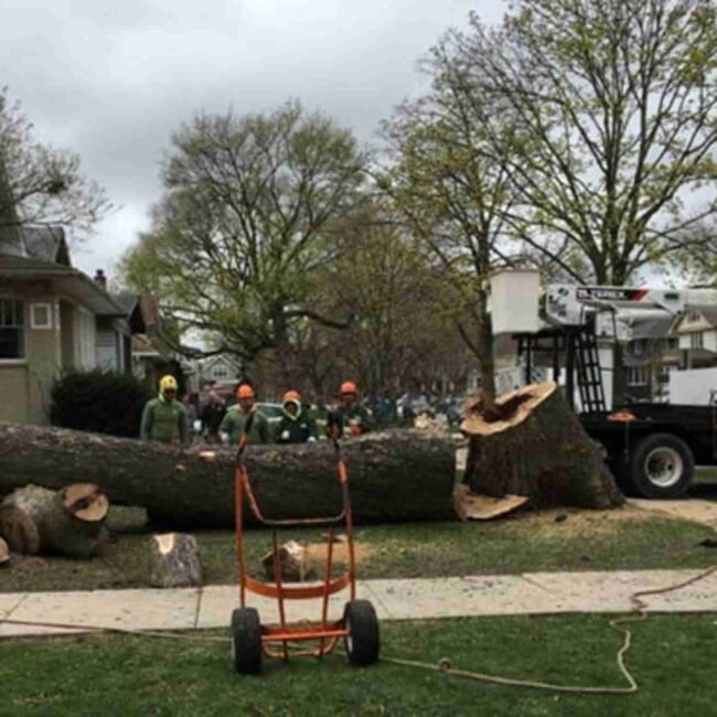 Tree Service in Oak Park, IL